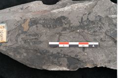 Foto (Detailansicht) von Asterocarpus meriani Brongniart (NHMW-GEO-2024-0188-10608)